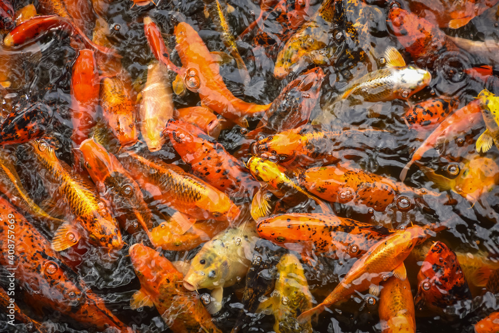 Colorful and multicolor Fancy carp fish swimming in the pond, Fancy carp fish or Koi fish background and texture. Texture of red carps as background