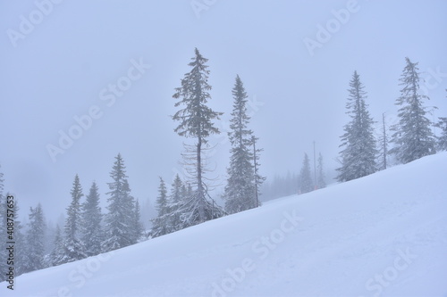 A winter landscape with silhouettes of trees standing in snowy slope in fog © Stefan