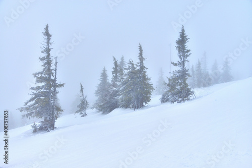 A winter landscape with silhouettes of trees standing in snowy slope in fog