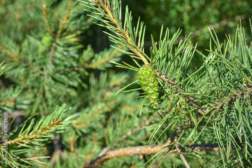Green pinecone hanging on a pine branch. An unripe pine cone, Closeup young green pine cone