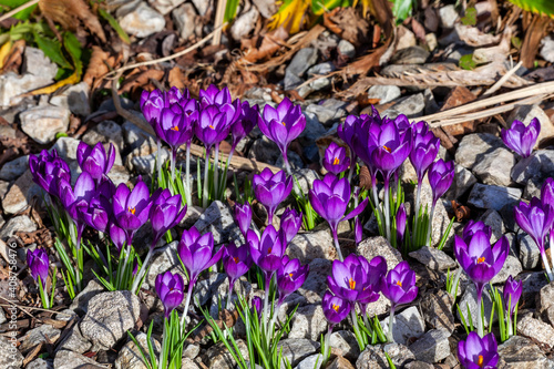 Crocus tommasinianus 'Yalta' a spring flowering bulbous plant with a purple springtime flower during February and March, stock photo image photo