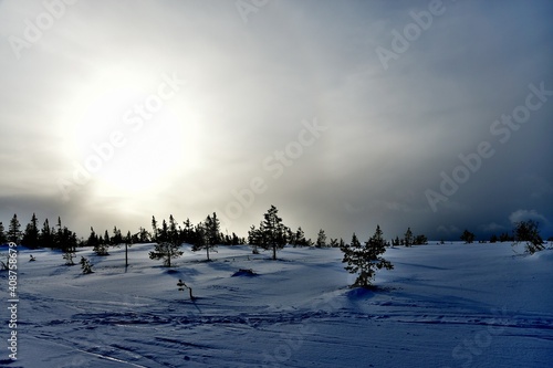 A winter landscape with snow and trees in backlight from the sun in a foggy sky