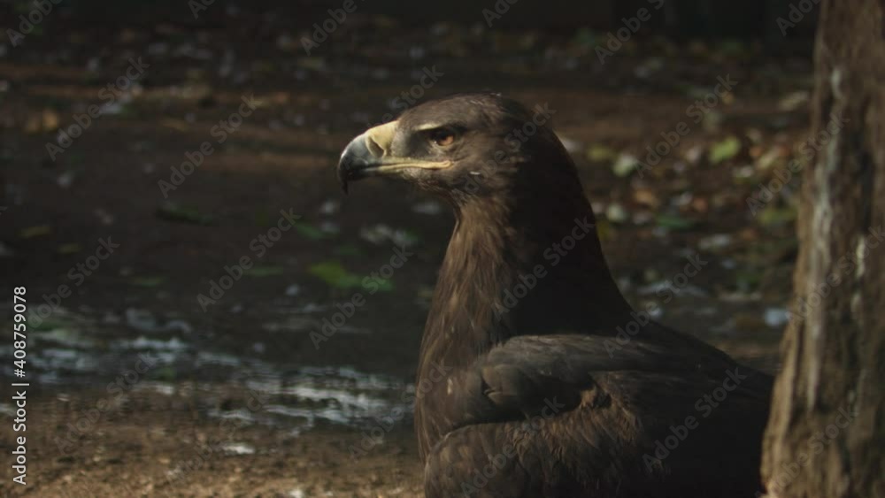Steppe Eagle, Aquila nipalensis - close up. Go away. Steppe Eagle, Aquila nipalensis - close up. Go away.
