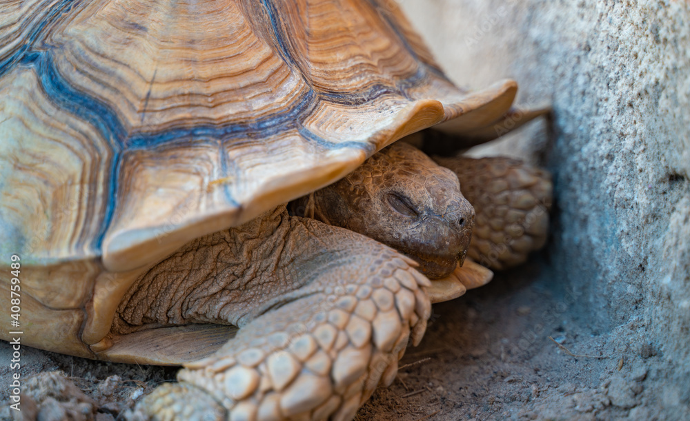 Obraz premium Close up shot of desert tortoise (Gopherus agassizii and Gopherus morafkai), also known as desert turtles, are two species of tortoise. desert tortoise also known as desert turtle
