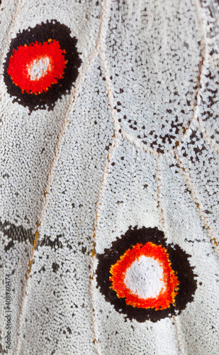 MARIPOSA APOLO (Parnassius apollo). Ocelo (mancha redonda y multicolor con apariencia de ojo y su función biológica se asocia con el mimetismo)