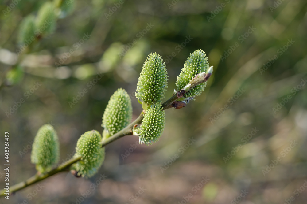 Grüne frische Weidenkätzchen / Triebe im Frühling Grüne frische Weidenkätzchen / Triebe im Frühling