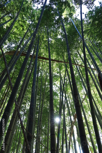 竹林 © 藤田 豪