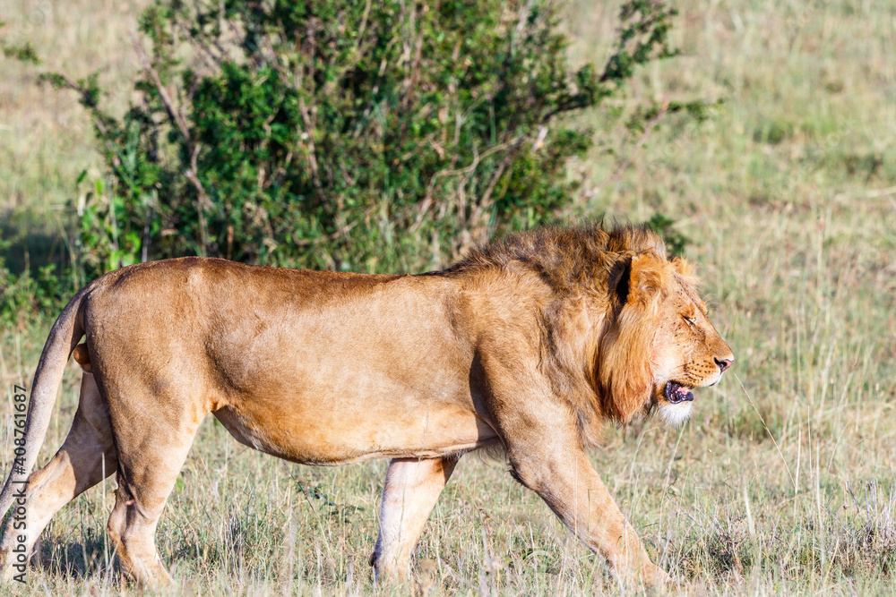 Lion male in Africa's wilderness Lion male in Africa's wilderness