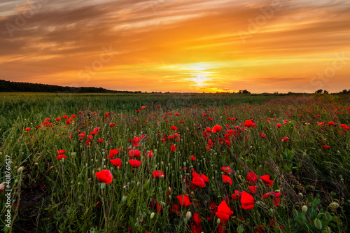Fototapeta Naklejka Na Ścianę i Meble -  Field with flowering poppies at sunset. Beautiful summer landscape