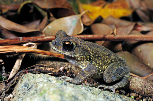 Asian black-spined toad // Schwarznarbenkröte (Bufo melanostictus / Duttaphrynus melanostictus) - Sri Lanka photo