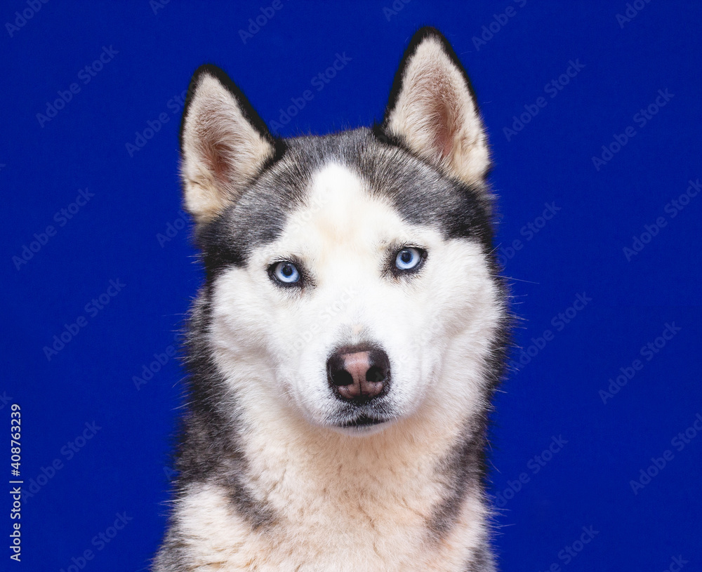 husky breed dog on a blue studio background husky breed dog on a blue studio background