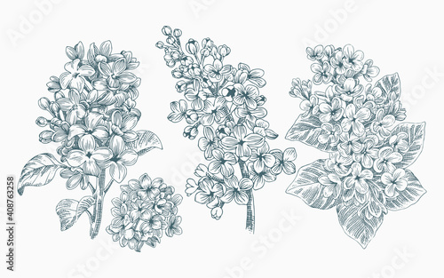 realistic Hand drawn line art illustration lilac flower set