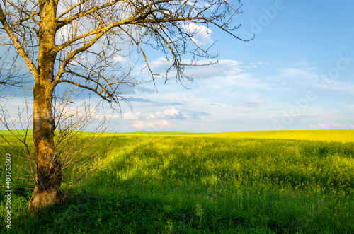 rapeseed field and tree on the background of the sky with clouds