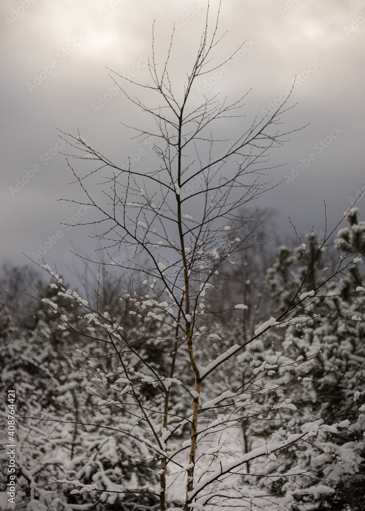 biła zima w lesie, drzewa gałęzie 