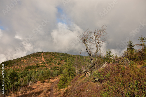 Bild auf Leinwand Der Schaden durch Sturm Lothar im Schwarzwald