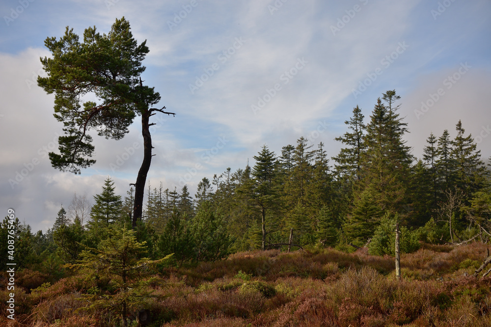 Heide- und Nadelwald im Schwarzwald