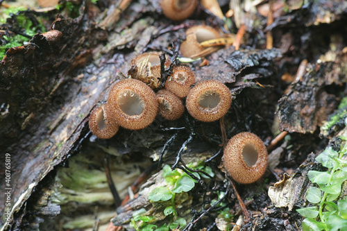 Photography Humaria hemisphaerica, known as the hairy fairy cup, the brown-haired fairy cup