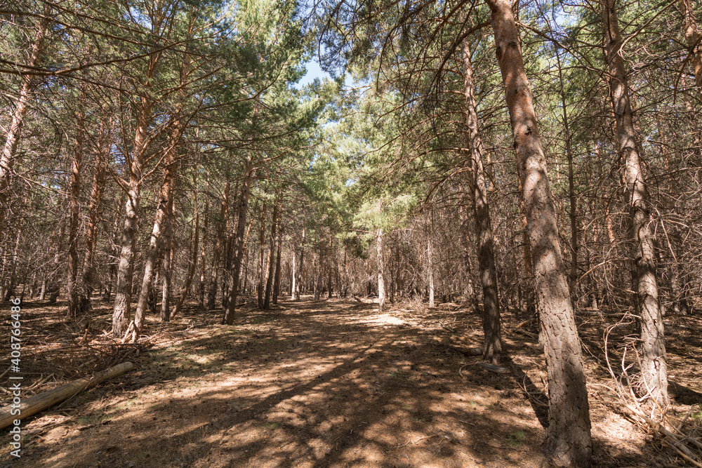 Obraz premium pine forest in Sierra Nevada