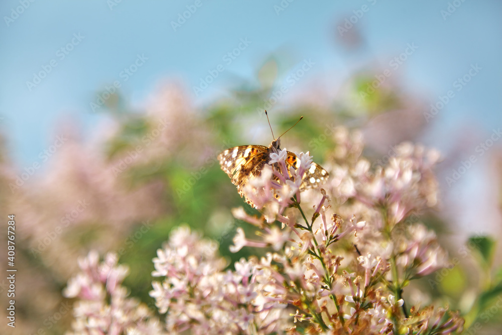 Butterfly sits on branch of white lilac. Bottom view Butterfly sits on branch of white lilac. Bottom view