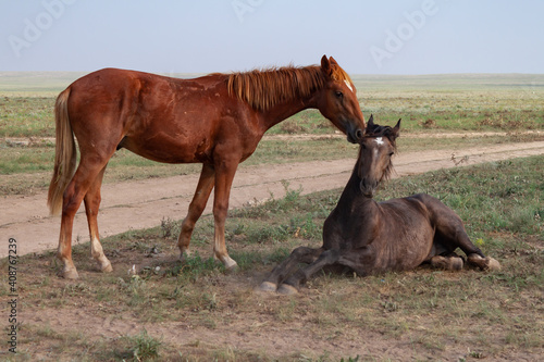 Two horses in steppe. Romantic plot