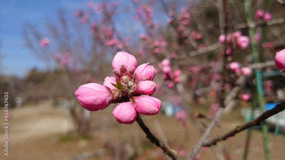 蕾 蕾