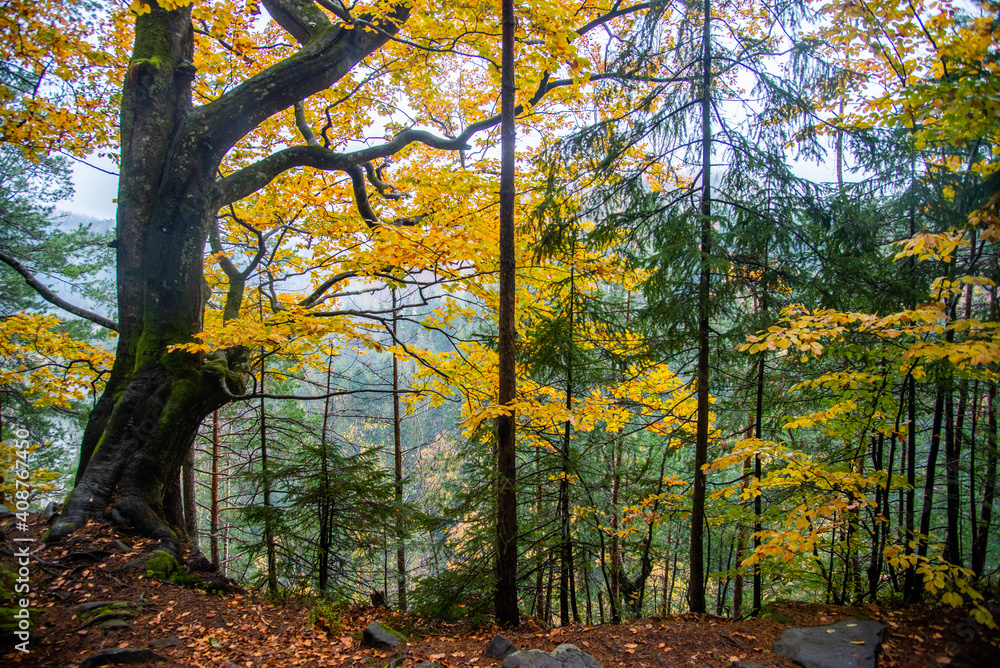 Forest with autumn leaves. Carpathian, Ukraine Forest with autumn leaves. Carpathian, Ukraine