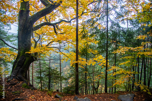 Forest with autumn leaves. Carpathian  Ukraine