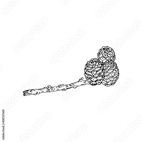 Vector illustration of the black line hand drawn larch branch with cones isolated on white background