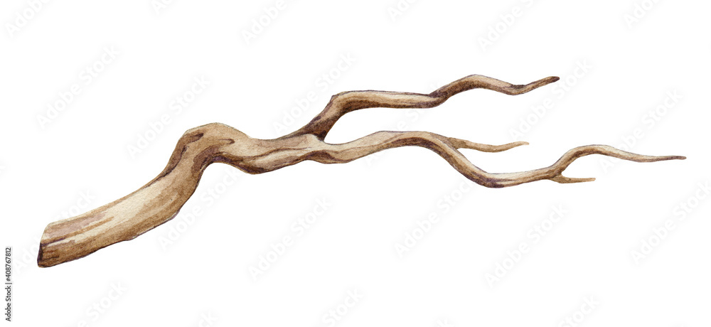 Tree dry branch watercolor illustration. Hand drawn botanical graphic tree stick element. Big tree beautiful curved branch element isolated on white background. Dry stick natural decoration. - obrazy, fototapety, plakaty 