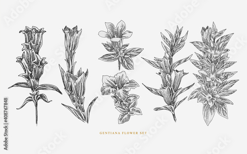 Gentiana Flower Line art Illustration set