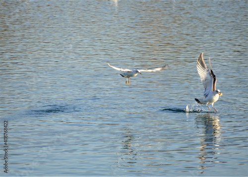 Seagull fly beyond the lake