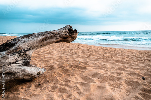 Pień, konar drzewa rzucony na plaże przez ocean, klimatyczny morski krajobraz.