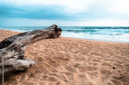 Pień, konar drzewa rzucony na plaże przez ocean, klimatyczny morski krajobraz.