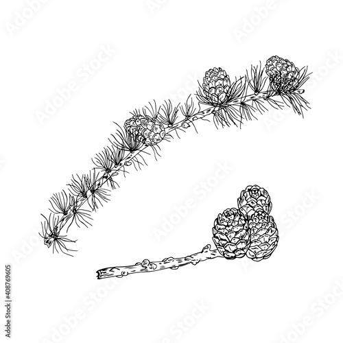 Vector illustration of black line hand drawn larch branches with cones isolated on white background