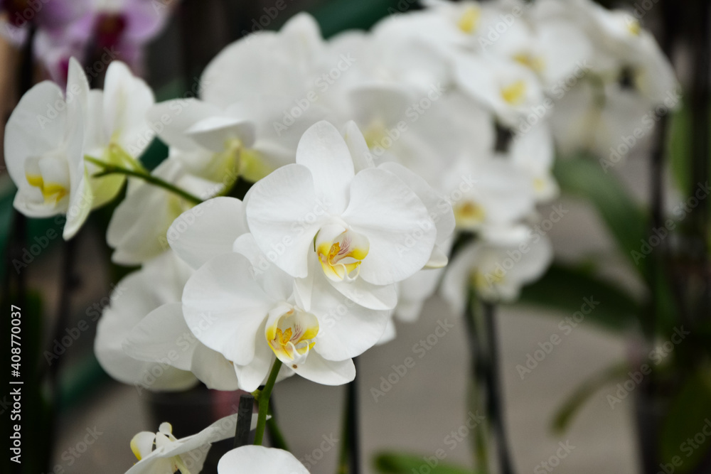 Obraz premium Orchid flowers. Phalaenopsis orchid blossom. Beautiful fresh flowers. Tropical nature. House plant. Nature wallpaper.