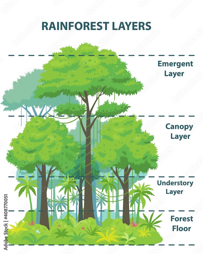 Amazon Canopy Layer At Deborah Johnson Blog