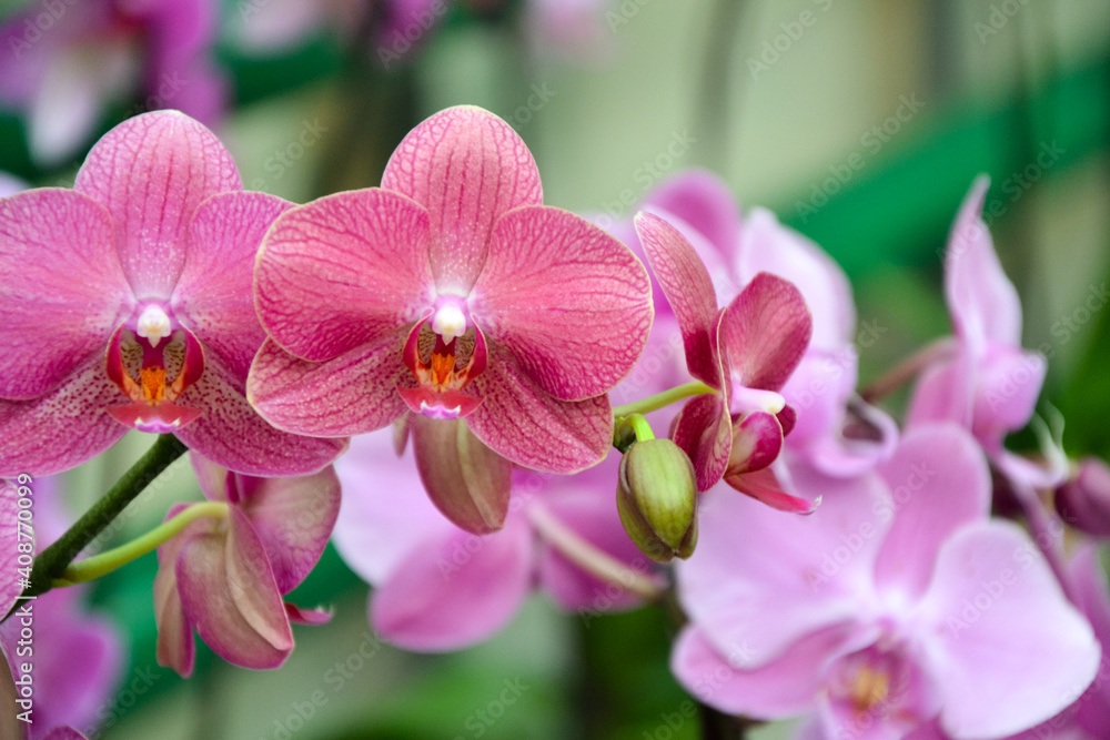 Orchid flowers. Phalaenopsis orchid blossom. Beautiful fresh flowers. Tropical nature. House plant. Nature wallpaper. Orchid flowers. Phalaenopsis orchid blossom. Beautiful fresh flowers. Tropical nature. House plant. Nature wallpaper.