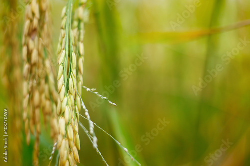 Close up of rice straw ,during the season of harvesting  © MICHEL