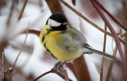 Parus major sitting on a branch in winter and in the snow