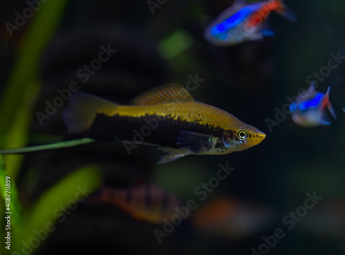 Xiphophorus hellerii. Tropische Fische schwimmen im Aquarium photo