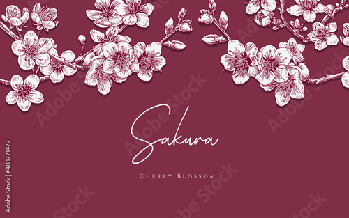 realistic illustration pink cherry blossom sakura flower 