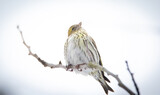 Yellowhammer resting on a branch Emberiza citrinella