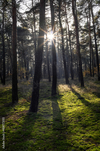 Sonnenstrahlen im Wald.