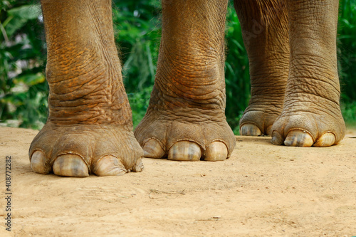 Canvas Print close up of feet of elephant