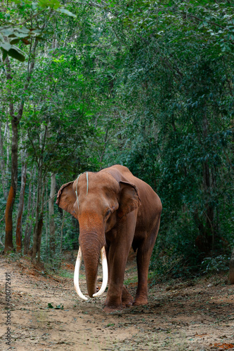 Canvas Print asian elephant in the wildlife