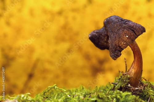 Hallucinogenic mushrooms grow in the forest. Mushrooms containing psilocybin. © Sergei