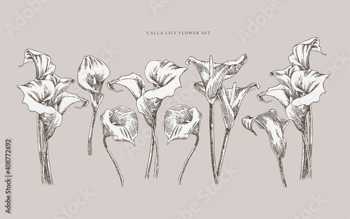 Vintage illustration calla lily flower set