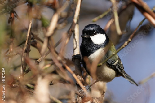 japanese tit on the branch