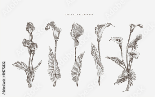 hand drawn illustration calla lily flower set