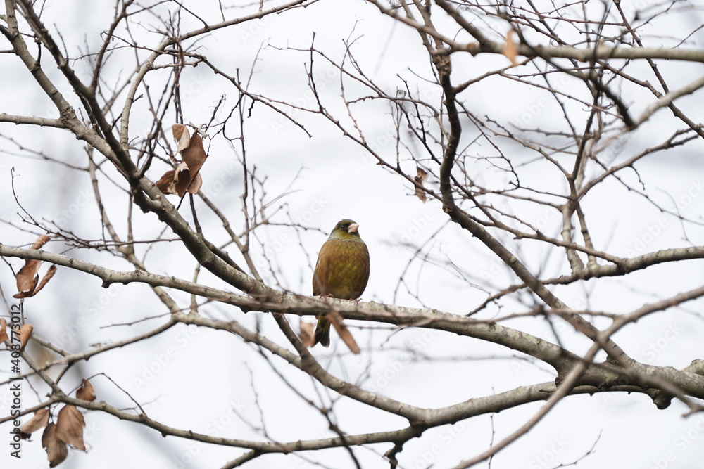 oriental greenfinch on the branch oriental greenfinch on the branch